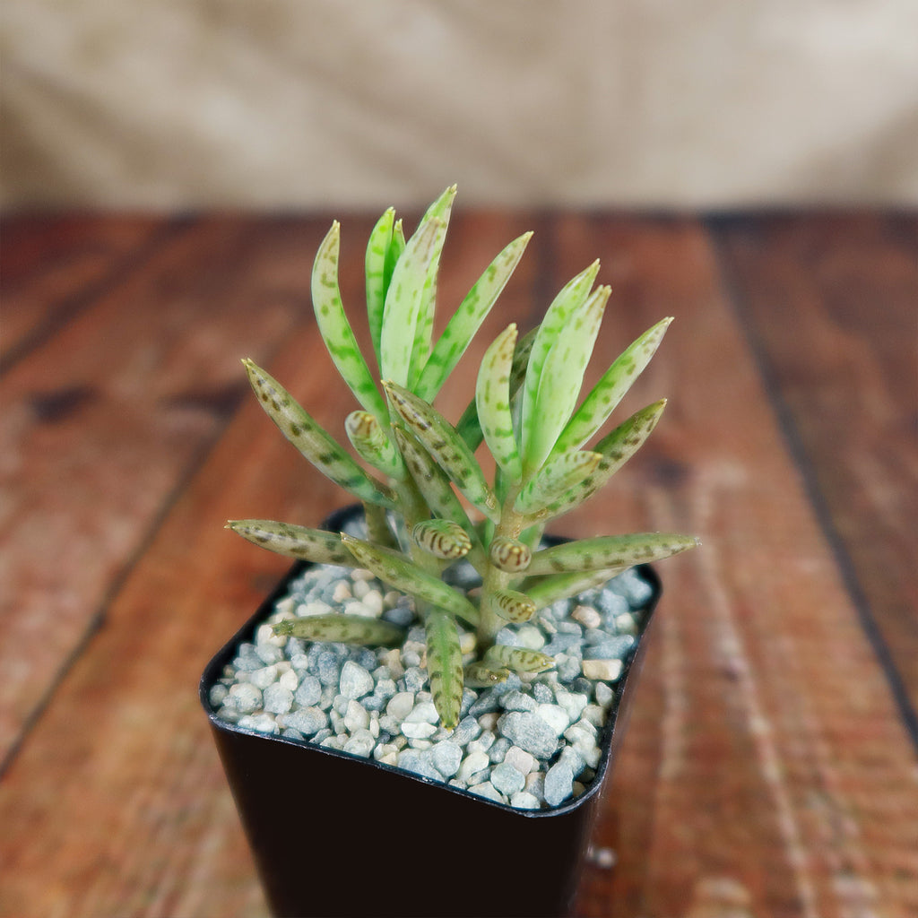 Mother of Millions &