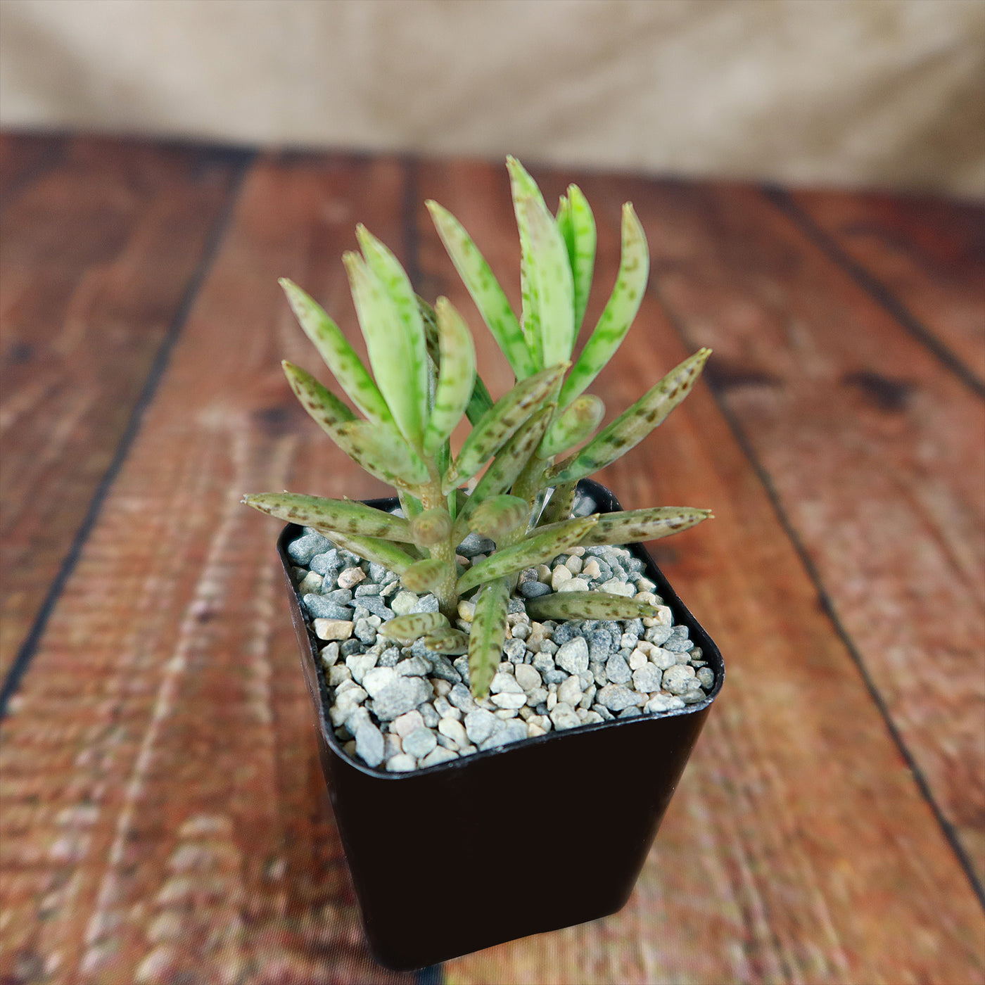million plant succulent Mother of Millions 'Kalanchoe delagoensis'