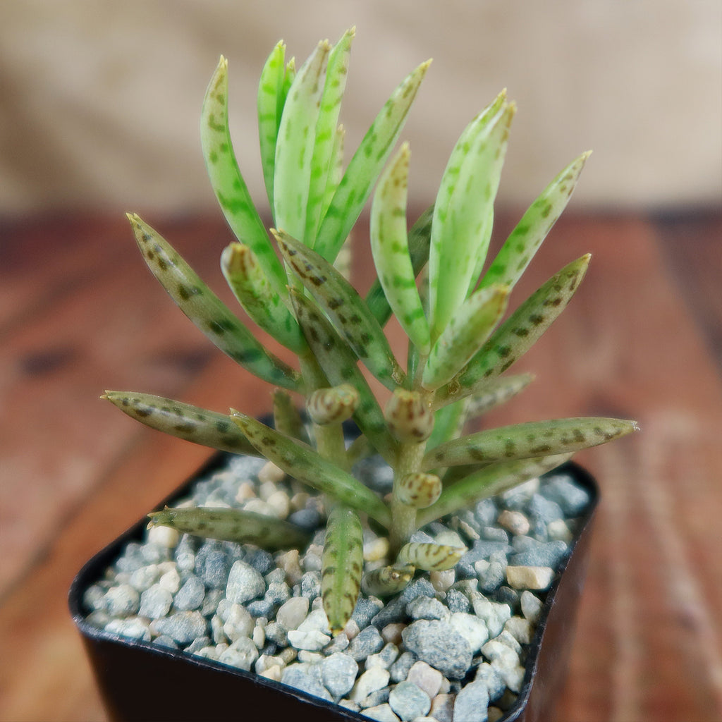 Mother of Millions &