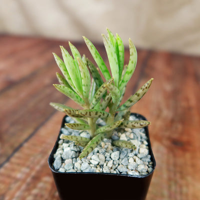 succulent de Mother of Millions 'Kalanchoe delagoensis' 4" Pot