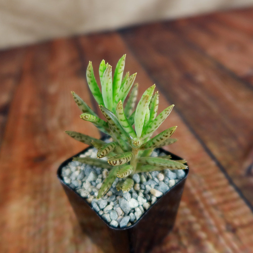 Mother of Millions &