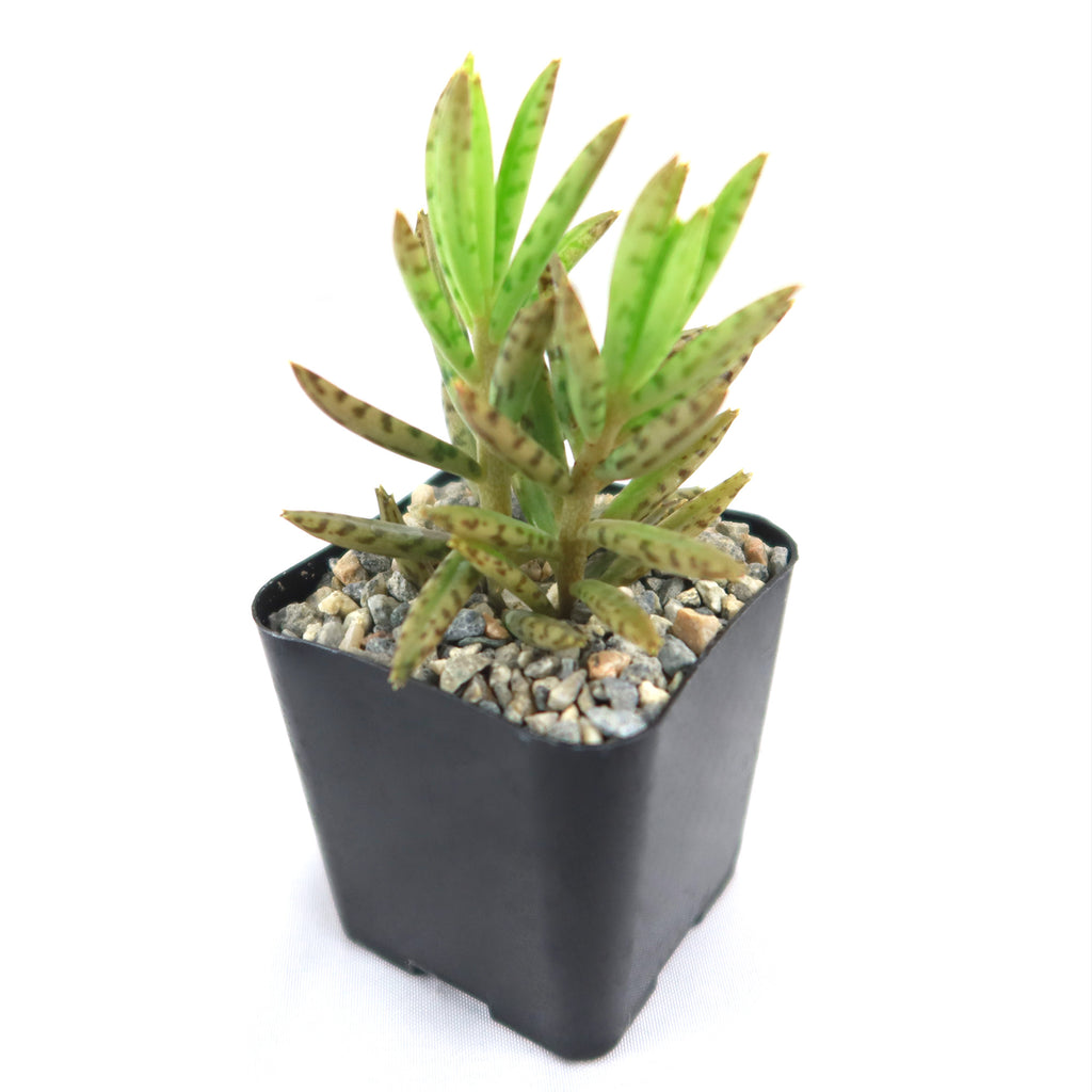 Mother of Millions &