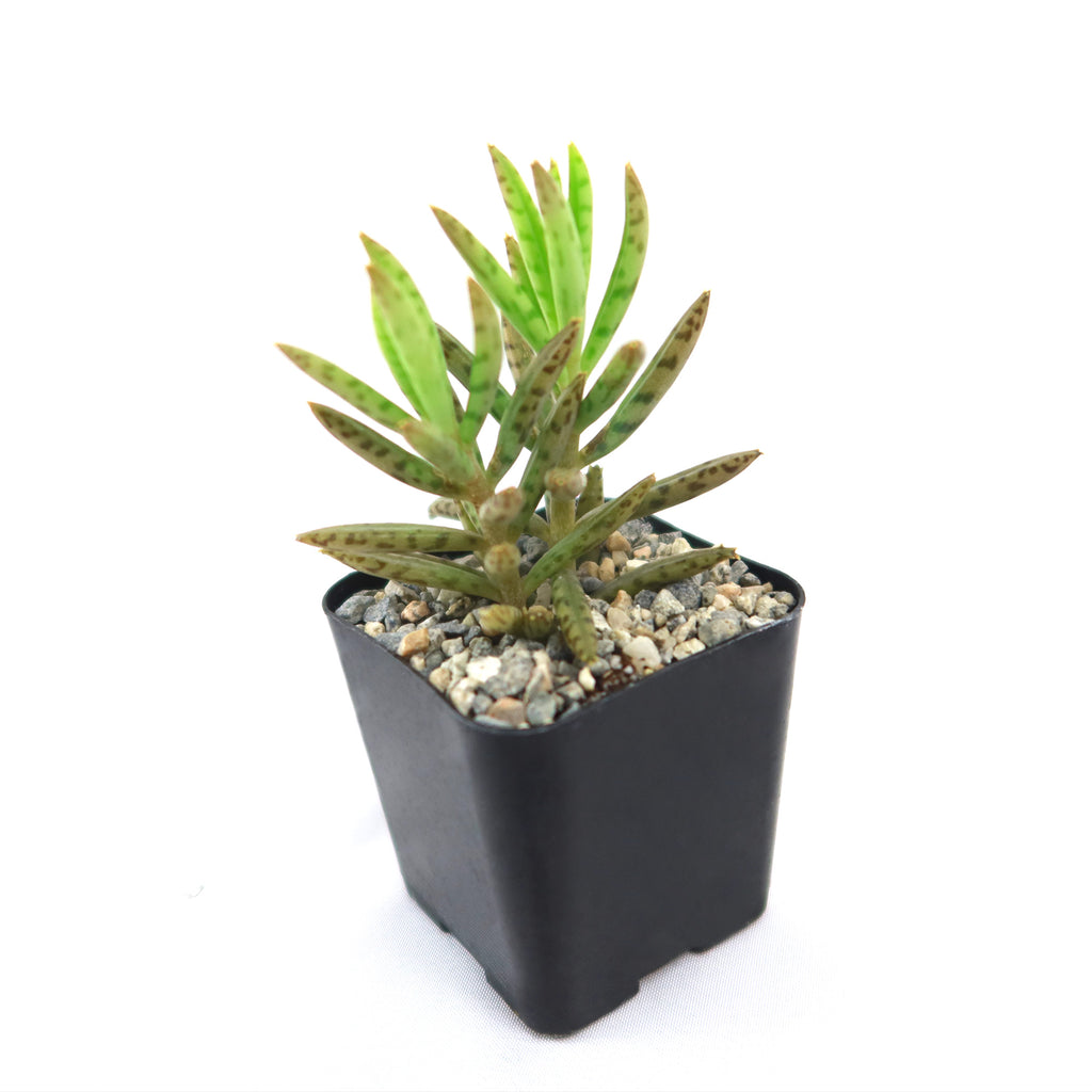 Mother of Millions &