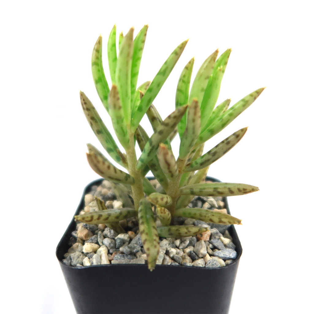 Mother of Millions &