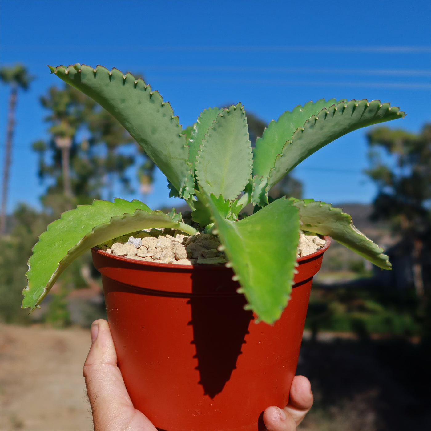mexican hat plant indoor or outdoor Mother of Thousands Plant 'Kalanchoe laetivirens' 4" Pot