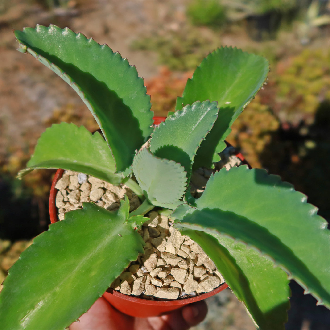 Mother of Thousands Plant 'Kalanchoe daigremontiana'