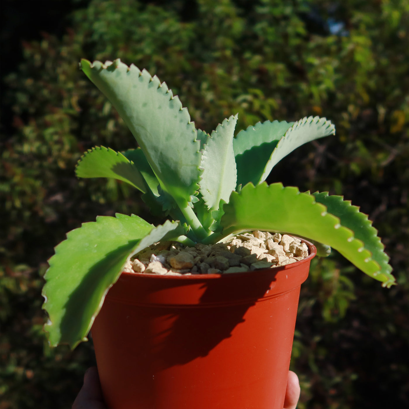 mother of thousands succulent Mother of Thousands Plant 'Kalanchoe laetivirens' 6" Pot