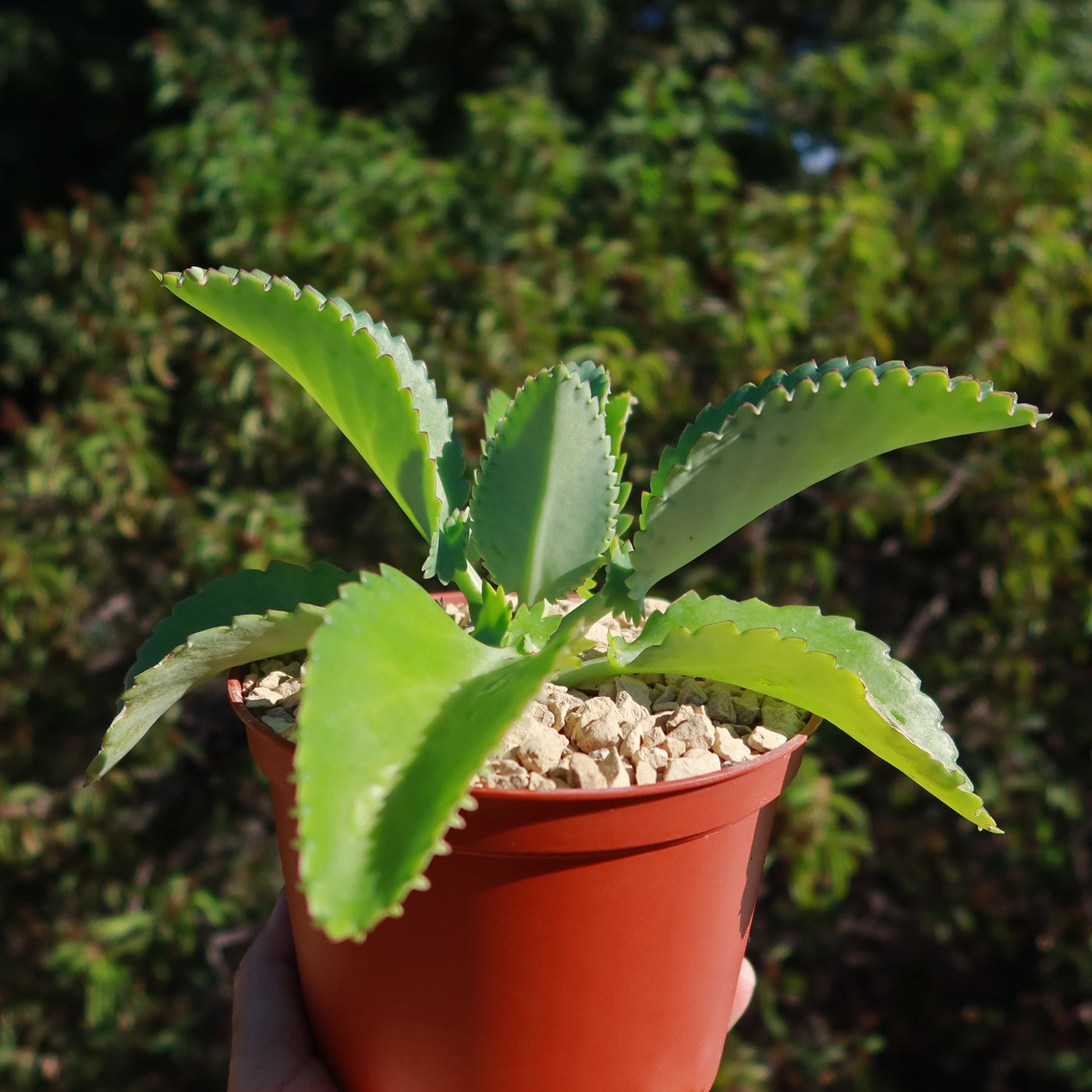 Mother of Thousands Plant 'Kalanchoe daigremontiana'