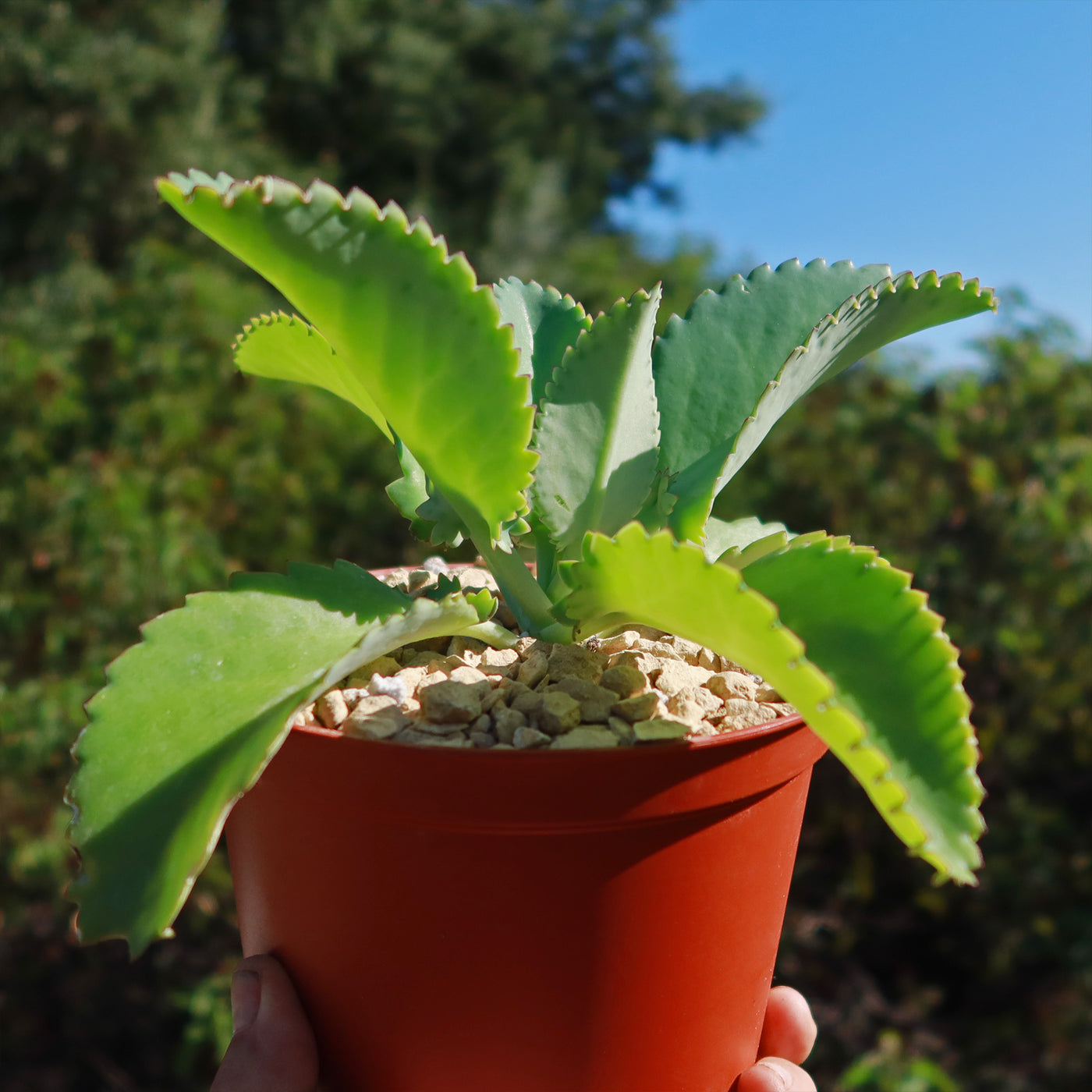 succulent serrated leaves Mother of Thousands Plant 'Kalanchoe laetivirens' 6" Pot