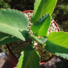 Mother of Thousands Plant &