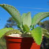 Mother of Thousands Plant &