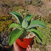 Mother of Thousands Plant &