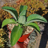 Mother of Thousands Plant &