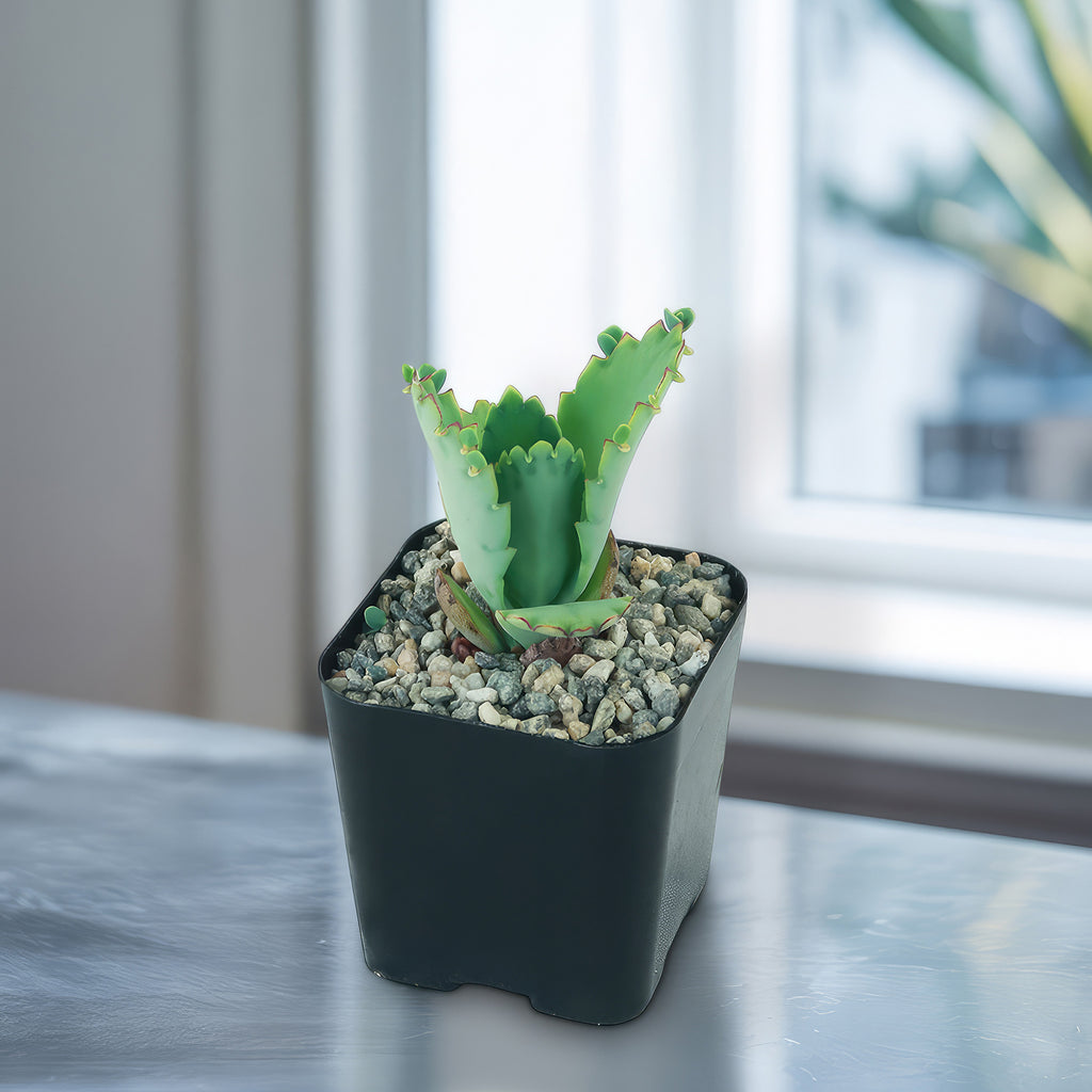 Mother of Thousands Plant &