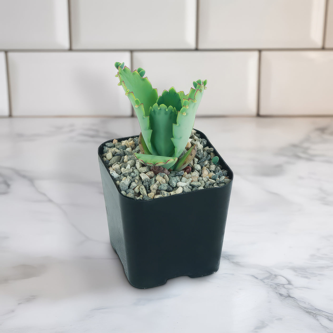 succulents box mother of thousands kalanchoe 2 inch Mother of Thousands Plant 'Kalanchoe laetivirens'