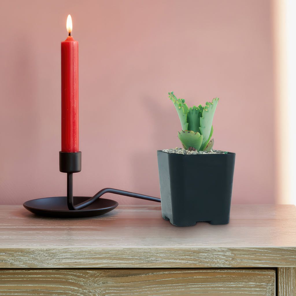 Mother of Thousands Plant &