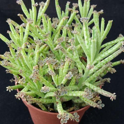 Mother of Millions 'Kalanchoe delagoensis'