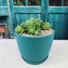 Mountain Rose Succulent ‘Aeonium dodrantale’ (Greenovia dodrantalis)