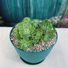 Mountain Rose Succulent ‘Aeonium dodrantale’ (Greenovia dodrantalis)
