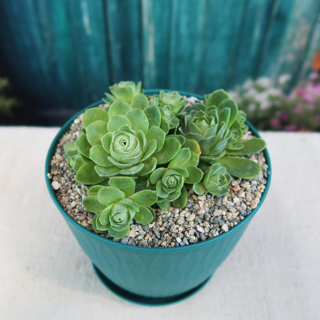 Mountain Rose Succulent ‘Aeonium dodrantale’ (Greenovia dodrantalis)