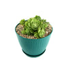 Mountain Rose Succulent ‘Aeonium dodrantale’ (Greenovia dodrantalis)