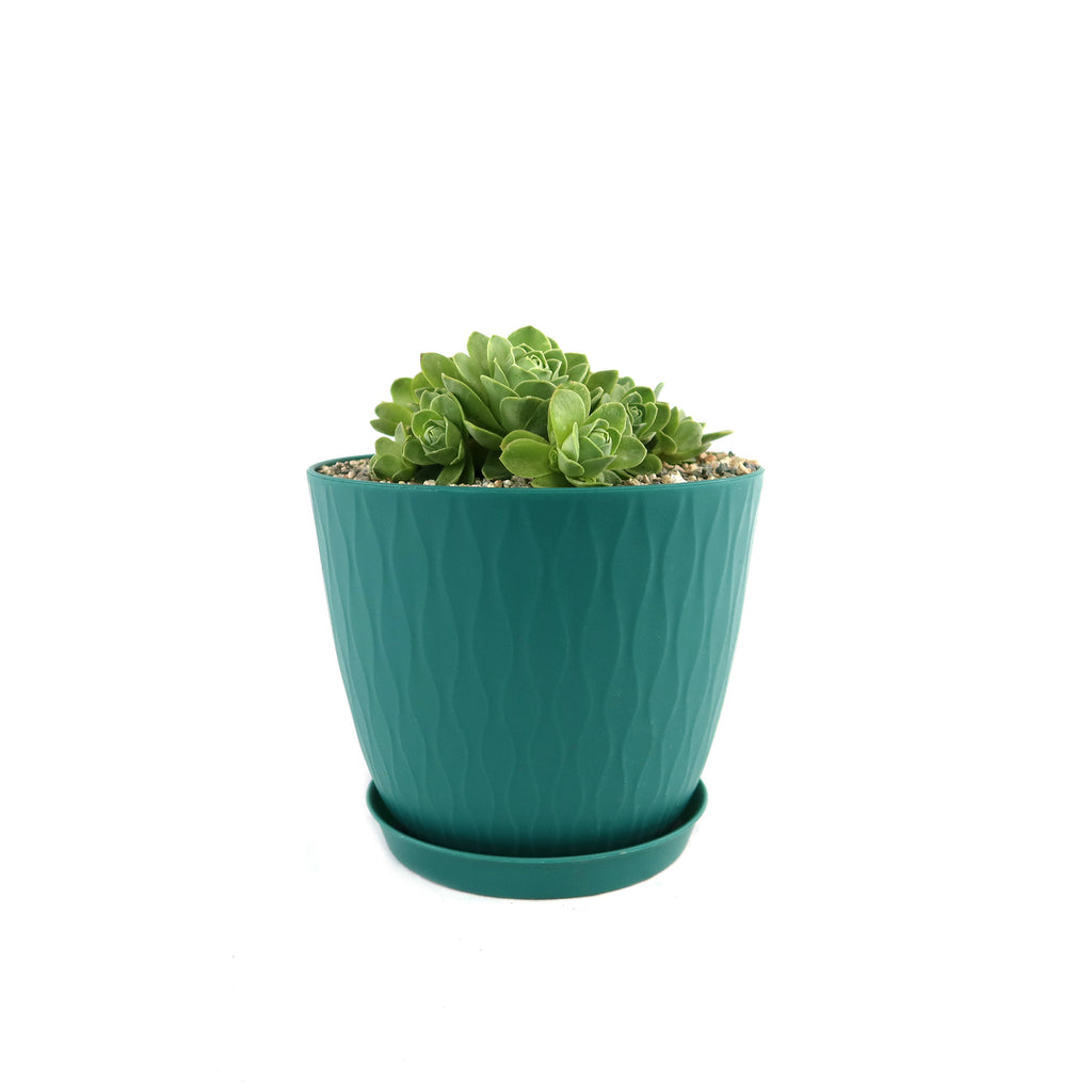 Mountain Rose Succulent ‘Aeonium dodrantale’ (Greenovia dodrantalis)