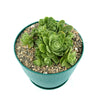 Mountain Rose Succulent ‘Aeonium dodrantale’ (Greenovia dodrantalis)