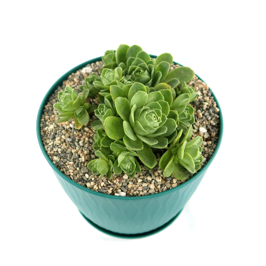 Mountain Rose Succulent ‘Aeonium dodrantale’ (Greenovia dodrantalis)