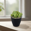 Mountain Rose Succulent ‘Aeonium dodrantale’ (Greenovia dodrantalis)