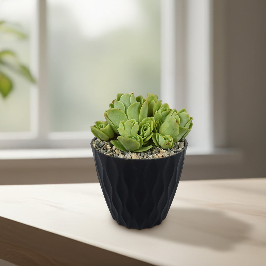 Mountain Rose Succulent ‘Aeonium dodrantale’ (Greenovia dodrantalis)