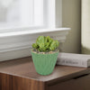 Mountain Rose Succulent ‘Aeonium dodrantale’ (Greenovia dodrantalis)