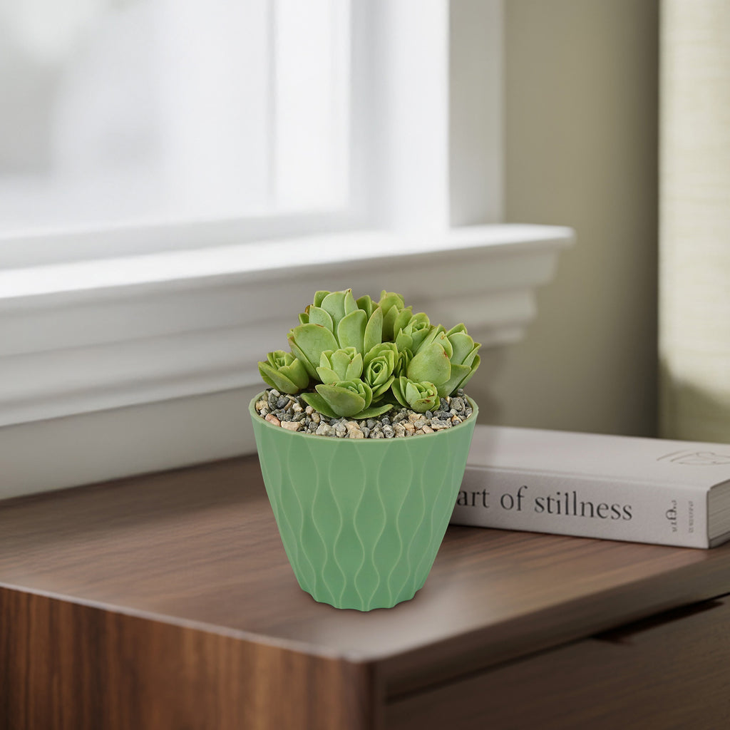 Mountain Rose Succulent ‘Aeonium dodrantale’ (Greenovia dodrantalis)