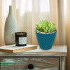 Mountain Rose Succulent ‘Aeonium dodrantale’ (Greenovia dodrantalis)