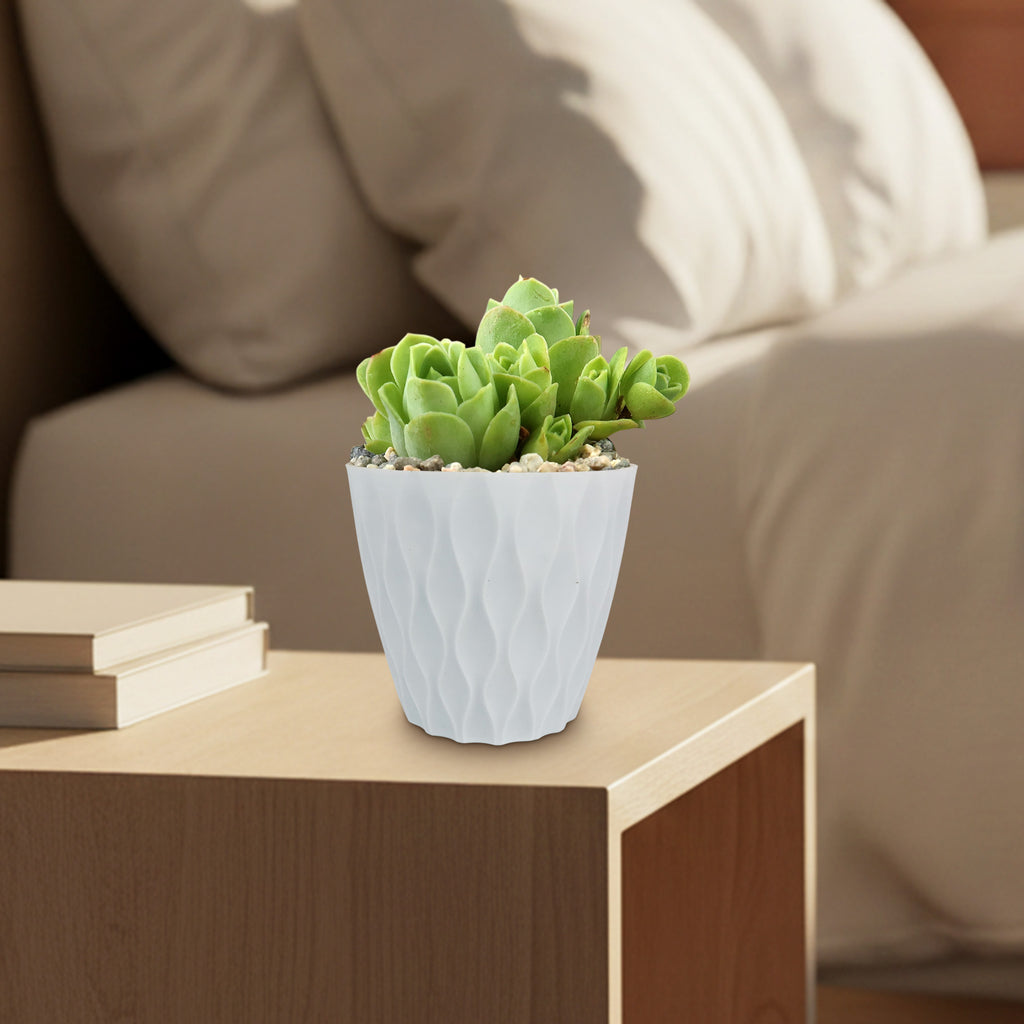 Mountain Rose Succulent ‘Aeonium dodrantale’ (Greenovia dodrantalis)