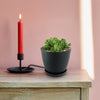 Mountain Rose Succulent ‘Aeonium dodrantale’ (Greenovia dodrantalis)