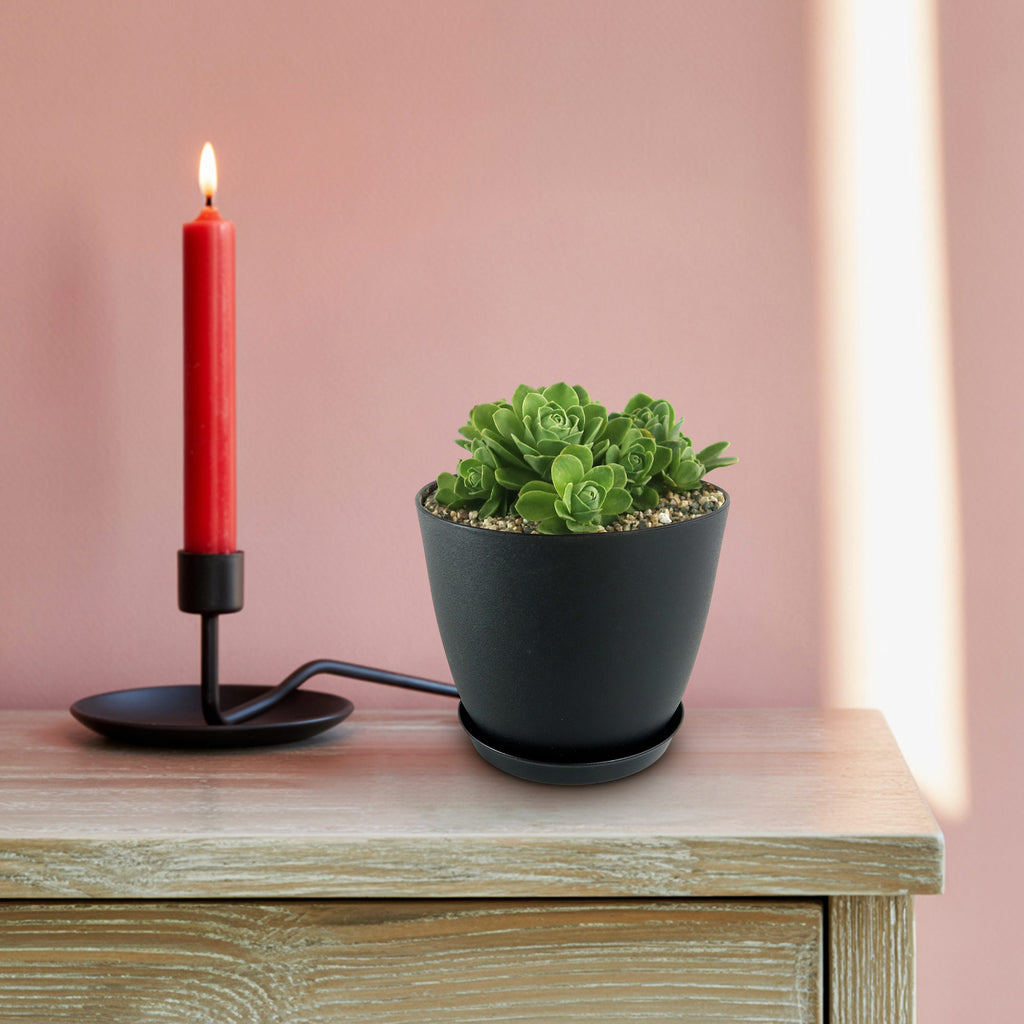 Mountain Rose Succulent ‘Aeonium dodrantale’ (Greenovia dodrantalis)
