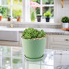 Mountain Rose Succulent ‘Aeonium dodrantale’ (Greenovia dodrantalis)