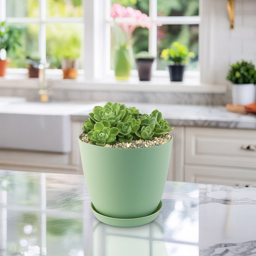 Mountain Rose Succulent ‘Aeonium dodrantale’ (Greenovia dodrantalis)