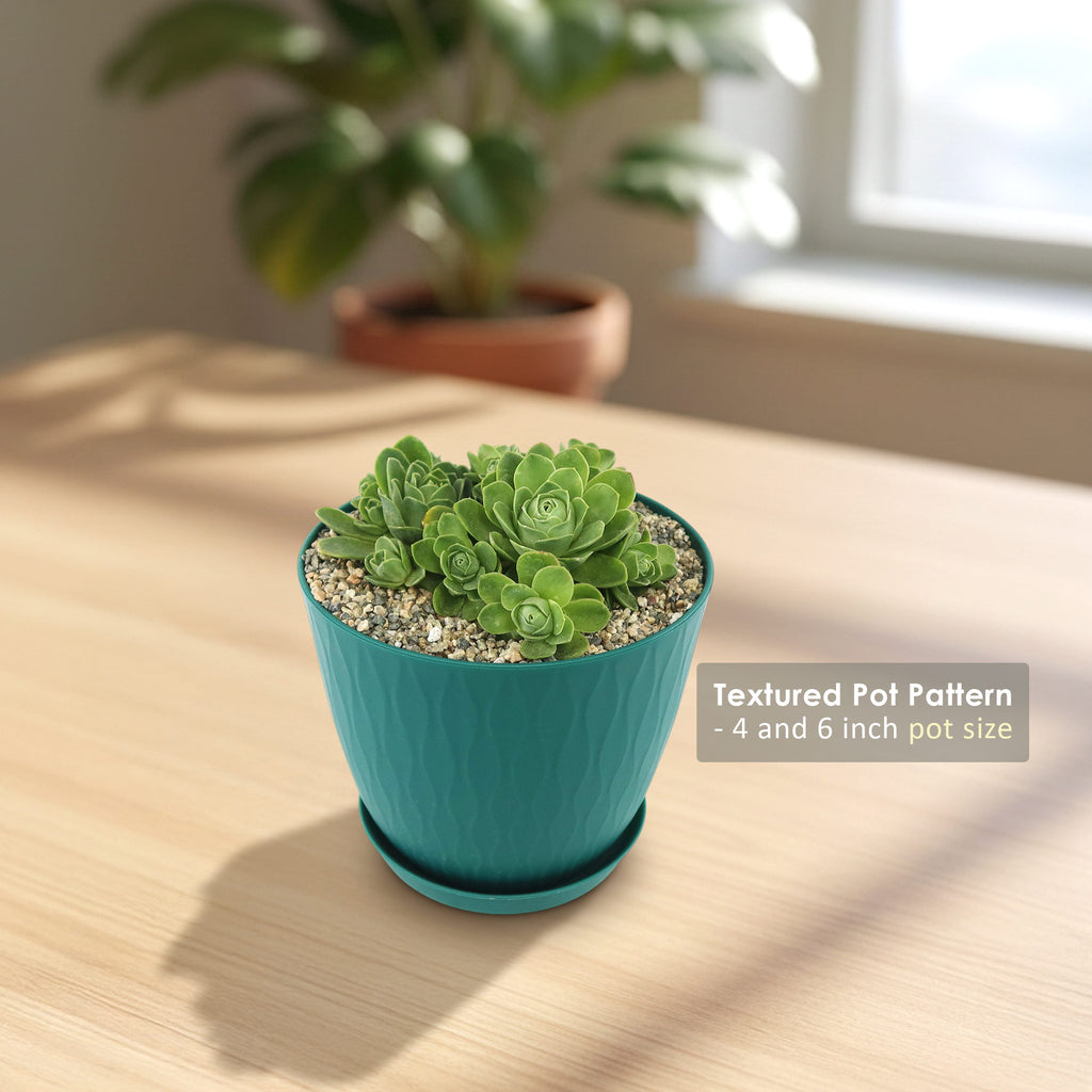 Mountain Rose Succulent ‘Aeonium dodrantale’ (Greenovia dodrantalis)