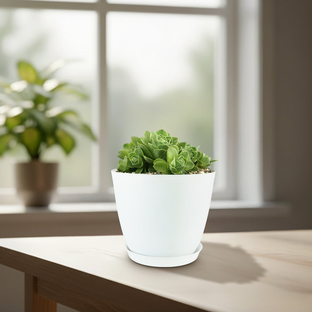 Mountain Rose Succulent ‘Aeonium dodrantale’ (Greenovia dodrantalis)