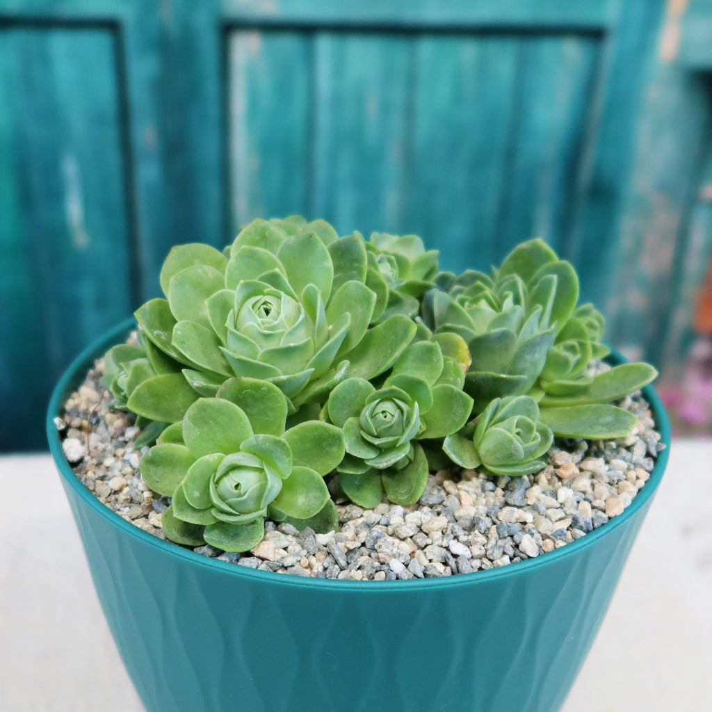 Mountain Rose Succulent ‘Aeonium dodrantale’ (Greenovia dodrantalis)