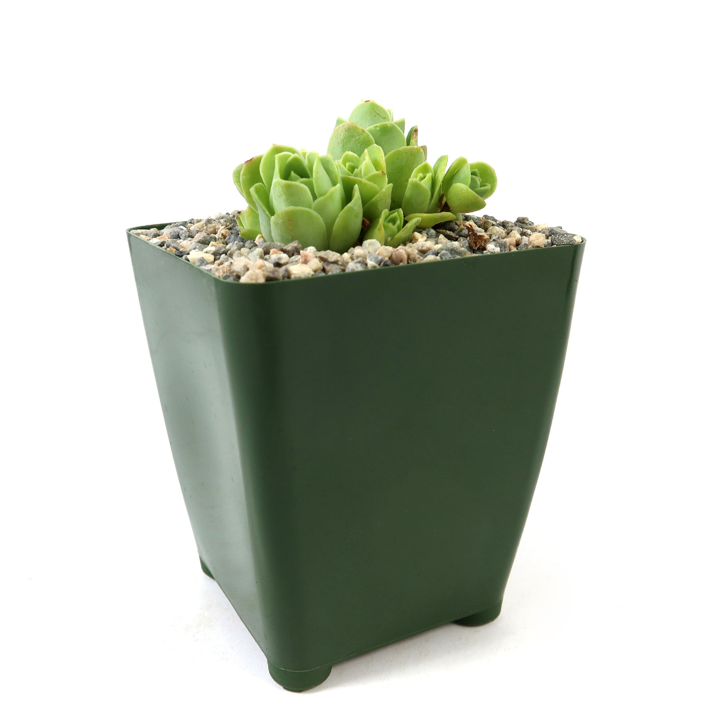 Mountain Rose Succulent ‘Aeonium dodrantale’ (Greenovia dodrantalis)