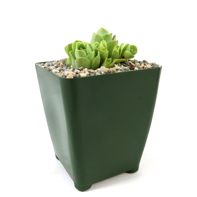 Mountain Rose Succulent ‘Aeonium dodrantale’ (Greenovia dodrantalis)