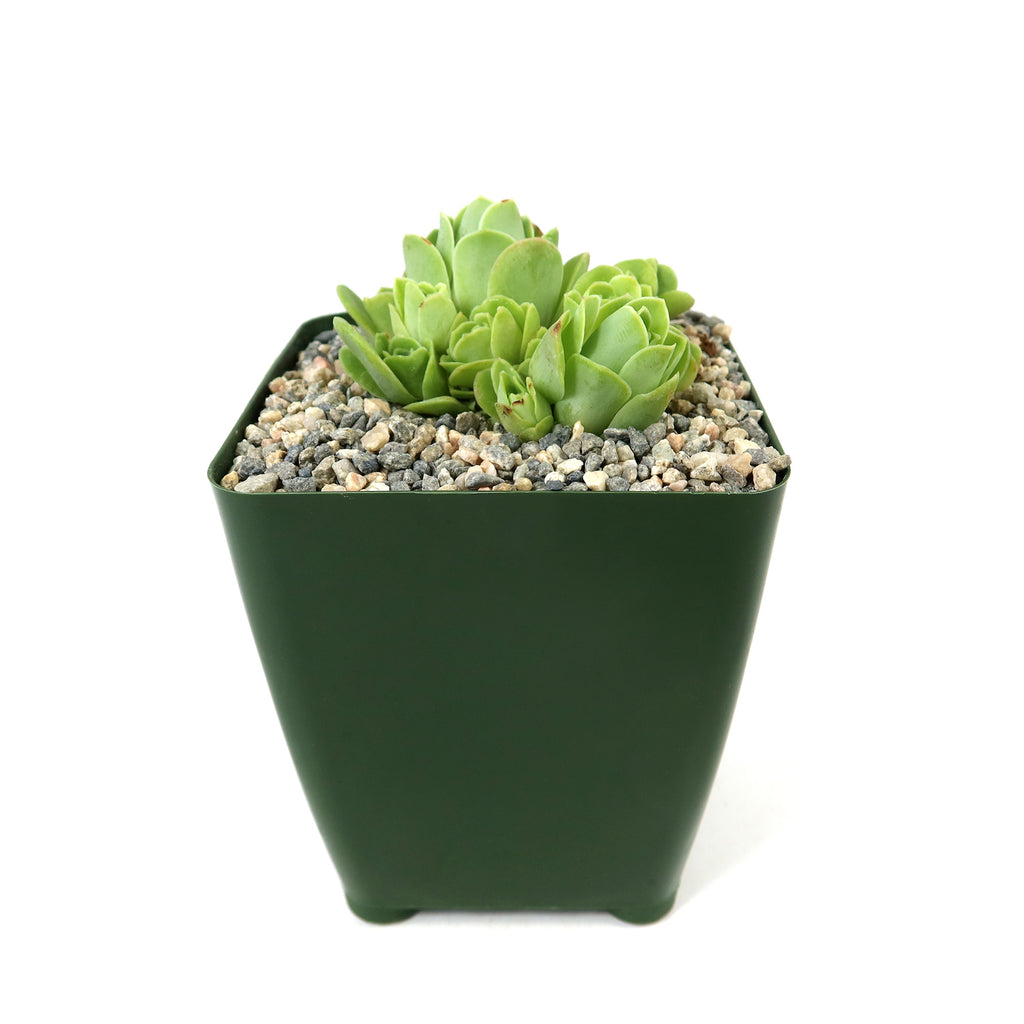 Mountain Rose Succulent ‘Aeonium dodrantale’ (Greenovia dodrantalis)