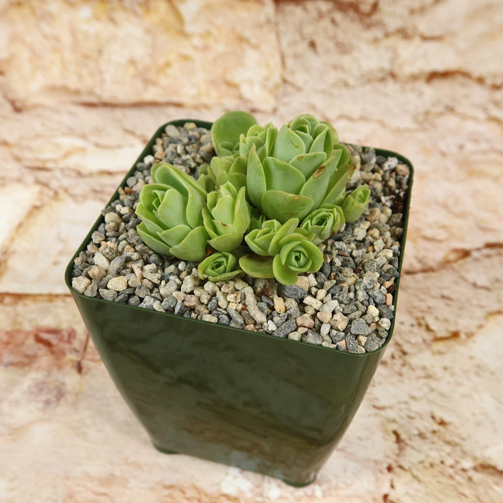 Mountain Rose Succulent ‘Aeonium dodrantale’ (Greenovia dodrantalis)