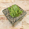 Mountain Rose Succulent ‘Aeonium dodrantale’ (Greenovia dodrantalis)