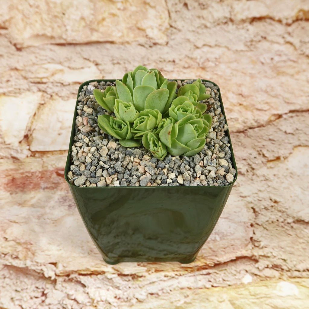 Mountain Rose Succulent ‘Aeonium dodrantale’ (Greenovia dodrantalis)