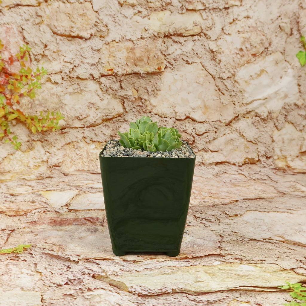 Mountain Rose Succulent ‘Aeonium dodrantale’ (Greenovia dodrantalis)