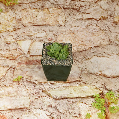 Mountain Rose Succulent ‘Aeonium dodrantale’ (Greenovia dodrantalis)