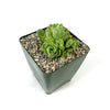 Mountain Rose Succulent ‘Aeonium dodrantale’ (Greenovia dodrantalis)